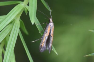 <i>Ochromolopis ictella</i>