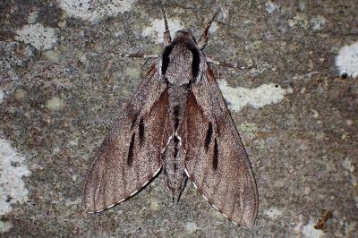 <i>Hyloicus pinastri</i>