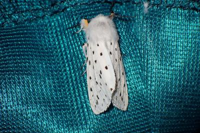 <i>Spilosoma lubricipeda</i>