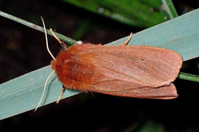 <i>Phragmatobia fuliginosa</i>