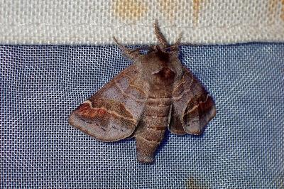 <i>Clostera pigra</i>