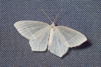 <i>Jodis lactearia</i>