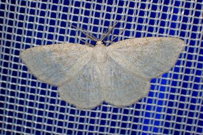 <i>Cabera exanthemata</i>