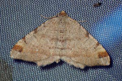 <i>Macaria liturata</i>