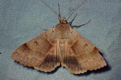 <i>Minucia lunaris</i>