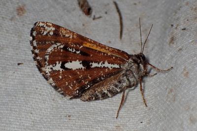 <i>Bupalus piniaria</i>