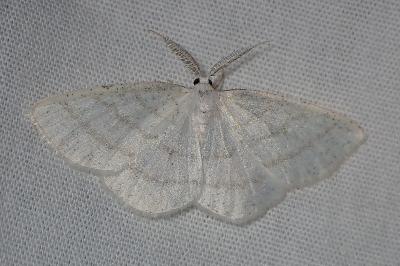 <i>Cabera pusaria</i>
