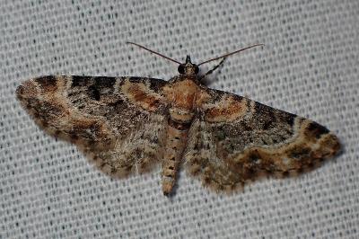 <i>Eupithecia linariata/pulchellata</i>