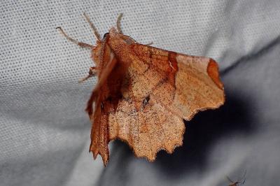 <i>Selenia lunularia</i>