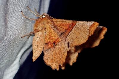 <i>Selenia lunularia</i>