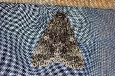 <i>Acronicta megacephala</i>