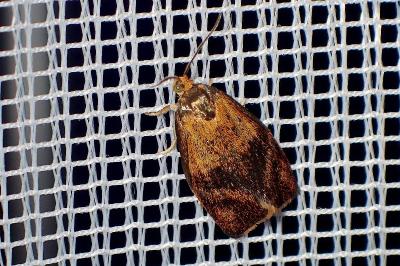<i>Ptycholoma lecheana</i>