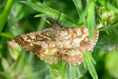 <i>Ematurga atomaria</i>