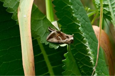 <i>Macdunnoughia confusa</i>