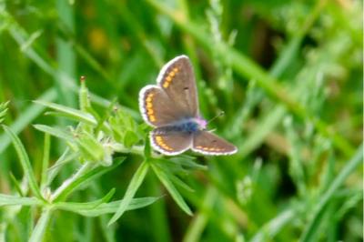 <i>Aricia agestis</i>