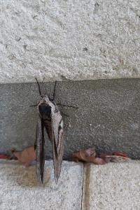 <i>Sphinx ligustri</i>