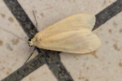 <i>Wittia sororcula</i>