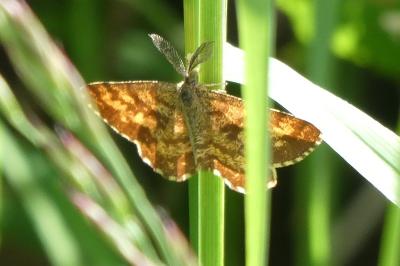 <i>Ematurga atomaria</i>
