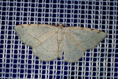 <i>Stegania trimaculata</i>