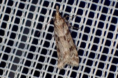 <i>Eudonia angustea</i>