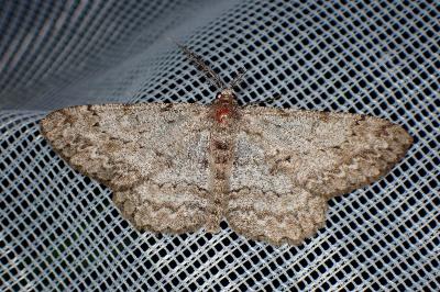 <i>Hypomecis punctinalis</i>