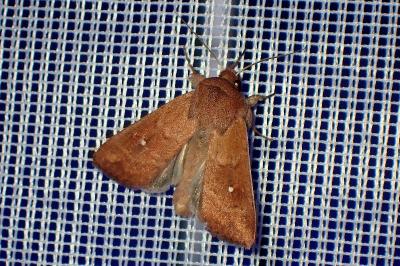 <i>Mythimna albipuncta</i>