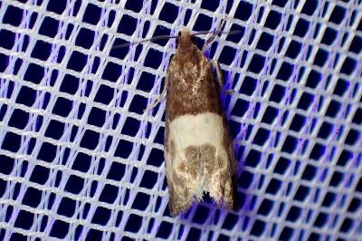 <i>Notocelia cynosbatella</i>