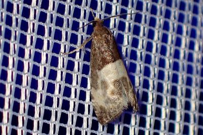 <i>Notocelia cynosbatella</i>