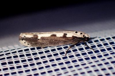 <i>Ethmia bipunctella</i>