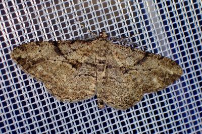 <i>Peribatodes rhomboidaria</i>