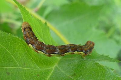 <i>Erannis defoliaria</i>