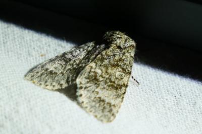 <i>Acronicta megacephala</i>