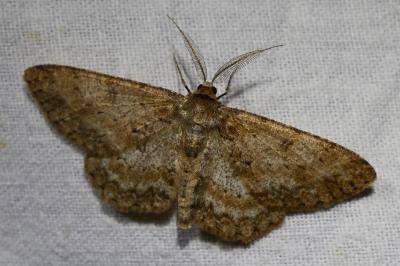 <i>Hypomecis punctinalis</i>