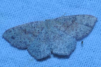 <i>Cyclophora punctaria</i>