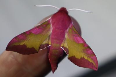 <i>Deilephila porcellus</i>