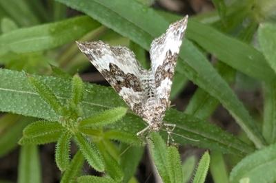 <i>Epirrhoe alternata</i>
