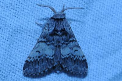 <i>Drymonia ruficornis</i>
