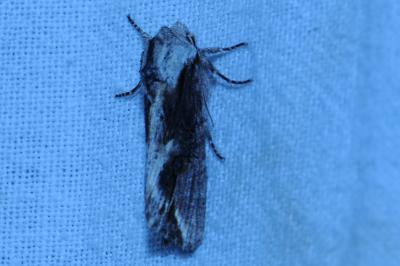<i>Egira conspicillaris</i>