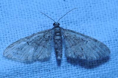 <i>Eupithecia abbreviata</i>