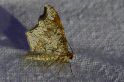 <i>Macaria alternata</i>