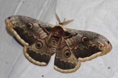 <i>Saturnia pyri</i>