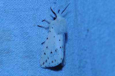 <i>Spilosoma lubricipeda</i>