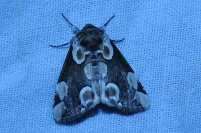 <i>Thyatira batis</i>