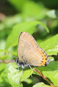 <i>Satyrium pruni</i>