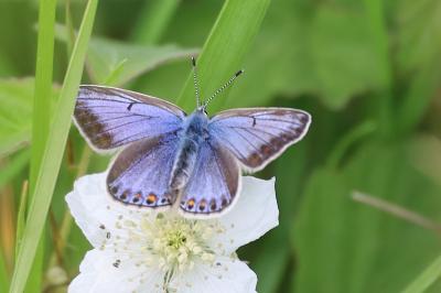 <i>Lysandra bellargus</i>