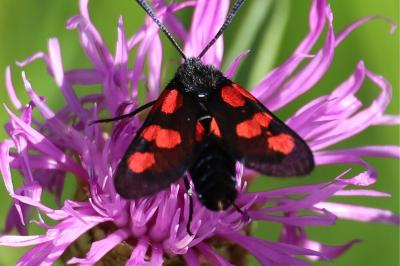 <i>Zygaena trifolii</i>