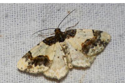 <i>Ligdia adustata</i>