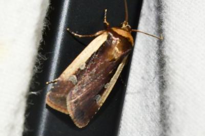 <i>Ochropleura plecta</i>