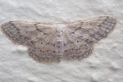 <i>Idaea seriata</i>