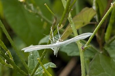 <i>Pterophorus pentadactylus</i>